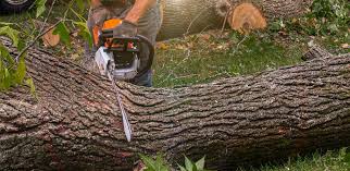 Best Commercial Tree Services  in Tamalpais Homestead Valley, CA