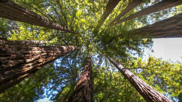 Best Firewood Processing and Delivery  in Tamalpais Homestead Valley, CA