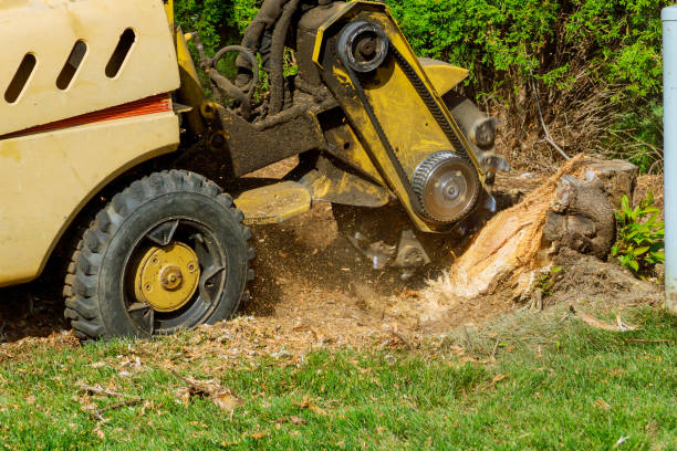 Best Aeration Services  in Tamalpais Homestead Valley, CA