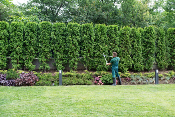 Best Hedge Trimming  in Tamalpais Homestead Valley, CA