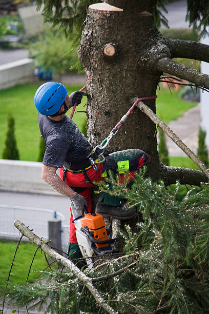 Best Lawn Renovation and Restoration  in Tamalpais Homestead Valley, CA