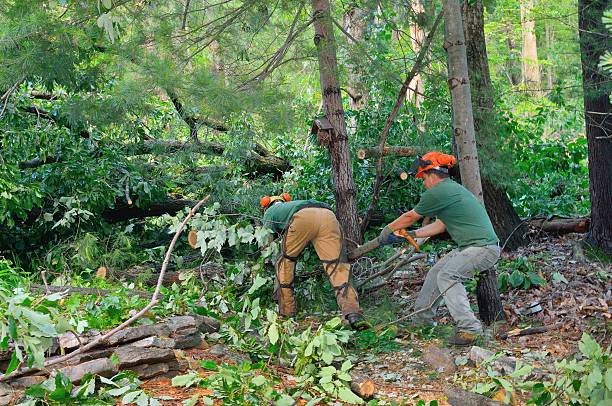 How Our Tree Care Process Works  in  Tamalpais Homestead Valley, CA