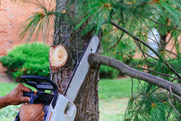 Professional Tree Services in Tamalpais Homestead Valley, CA
